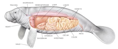 manatees vaginas|Reproductive Anatomy .